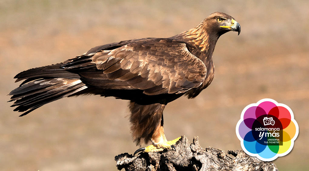 Birdwatching en Salamanca