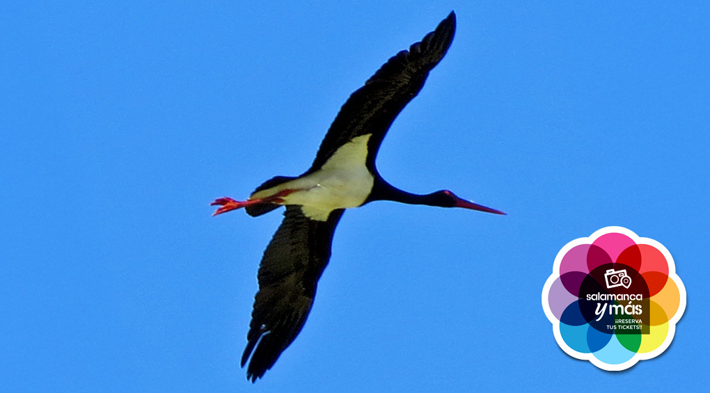 Black stork