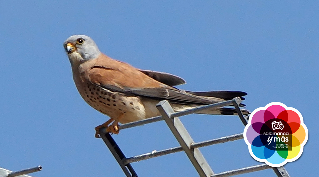 Lesser kestrel