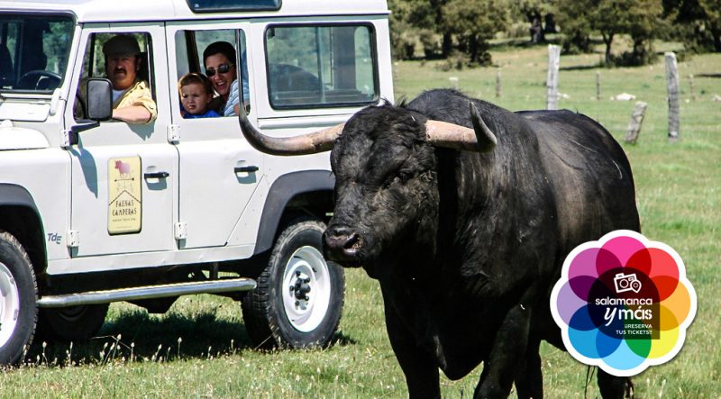 safari toro